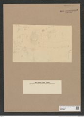 Coscinodiscus sp. (de-Toni-Nr.: Genus 202) Zeichnungen Sammlung Grunow Nr. 8932 (NHMW-BOT-W0378609)